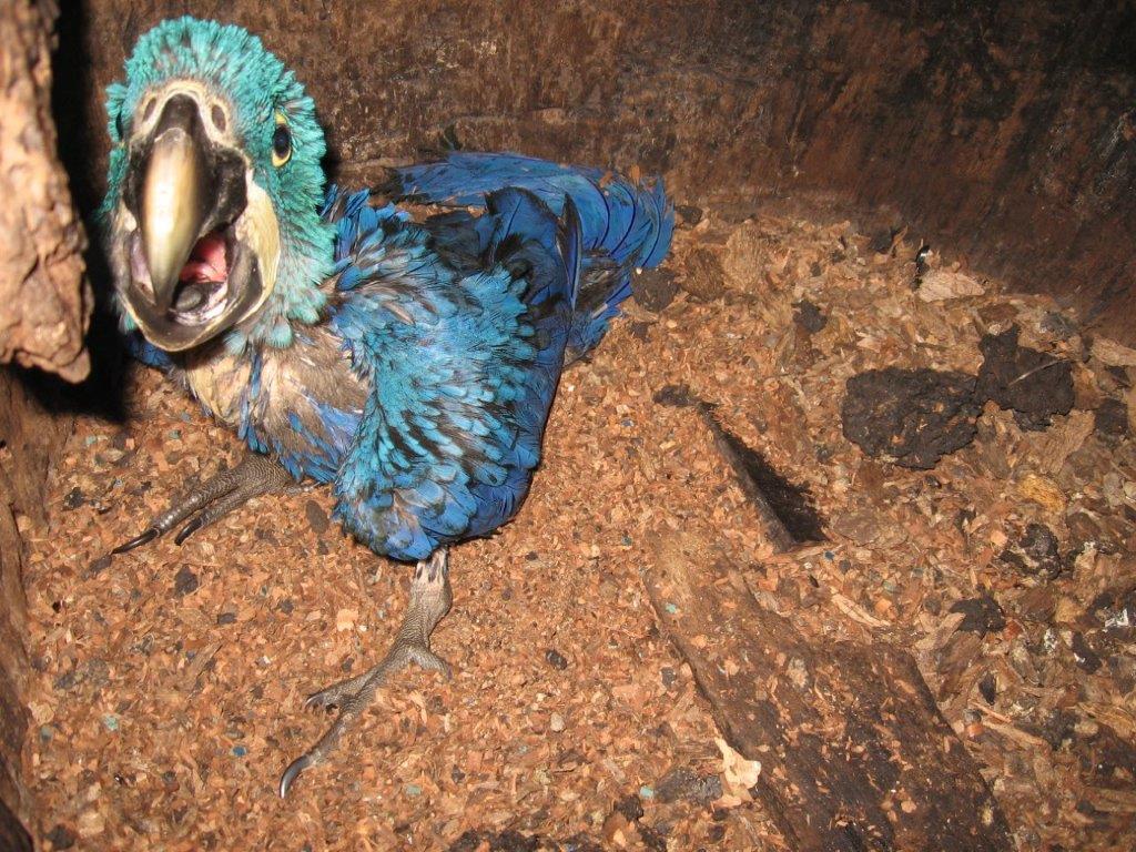 Hyacinth Macaw Species Conservation