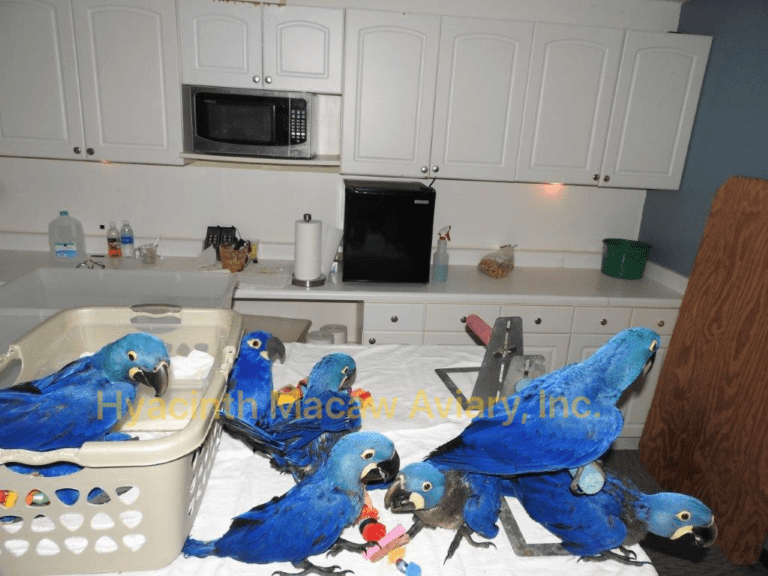 Avian Nutrition | Hyacinth Macaw Aviary